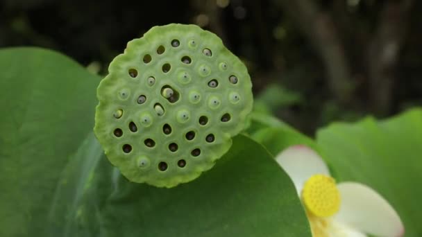 Botanie Waterplanten Close Zicht Een Lotus Fruit Zaden — Stockvideo