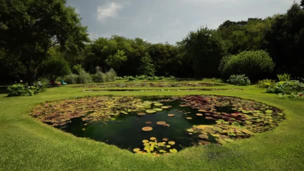 Projektowanie Krajobrazu Widok Staw Rosnące Tropikalne Wytrzymałe Lilie Wodne Ogrodzie — Wideo stockowe