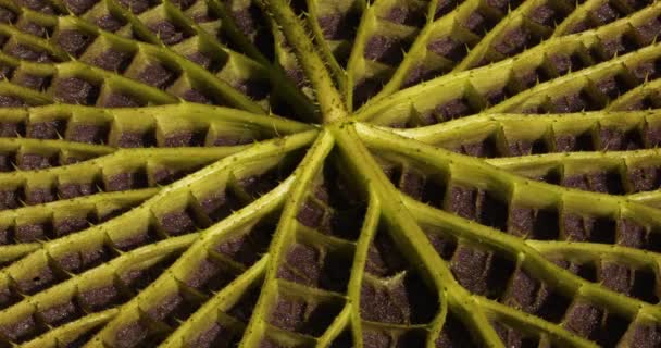 Støvler Eksotiske Vandplanter Dyrelivet Undersiden Royal Water Lily Victoria Amazonica – Stock-video