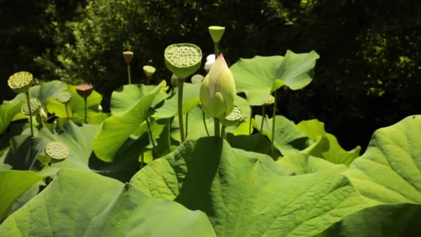 Wasserpflanzen Nahaufnahme Einer Lotusfrucht Blätter Samen Und Blütenknospen — Stockvideo