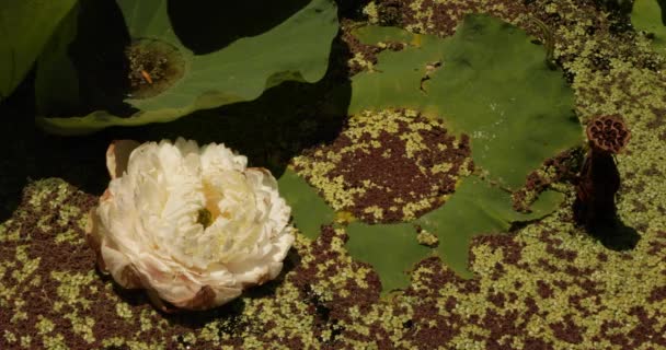 Návrh Zahrady Detailní Pohled Bílou Lotosovou Květinu Kvetoucí Jezírku — Stock video