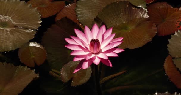 Aquatic Plants Closeup View Nymphaea George Pring Water Lily Pink — Stock Video