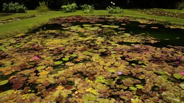 景观和园林设计 公园里有一个巨大的池塘 它生长着热带的 顽强的睡莲 后背的荷塘 — 图库视频影像