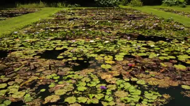 Belleza Naturaleza Increíble Vista Lirios Agua Resistentes Tropicales Que Crecen — Vídeo de stock