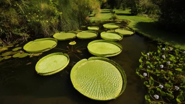 アクアプラント アマゾンウォーターガラス ビクトリアクルージャーナを栽培する池の景色 大きな浮遊緑の葉といくつかのリリーパッドの眺め — ストック動画