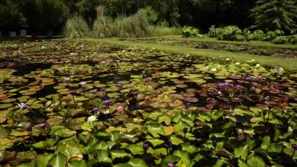 Wassergarten Teich Wächst Winterhart Und Tropische Seerosen Park — Stockvideo