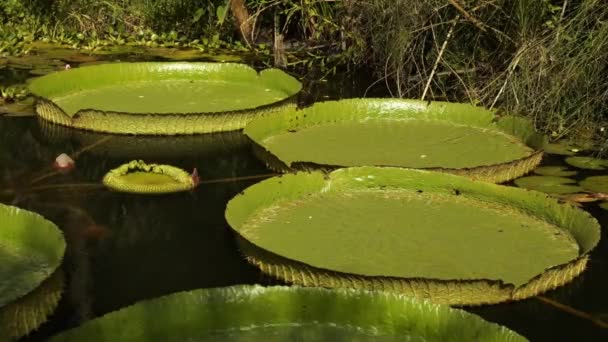 Royal Waterlelies Victoria Cruziana Groeien Een Vijver Tuin Uitzicht Grote — Stockvideo