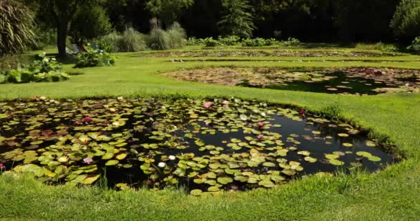 アクアプラント 池のパンは庭で硬くて熱帯の水草を育てています 夏に咲く美しい花 — ストック動画