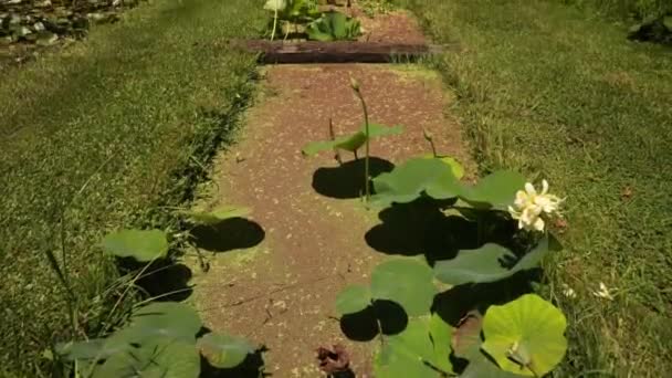 Озеленення Водні Сади Нахил Ставків Басейнів Вирощують Лотоси Лілії Квітучими — стокове відео