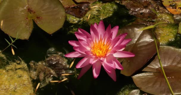 Vattenväxter Närbild Bild Nymphaea Tropic Star Vatten Lilja Blomma Rosa — Stockvideo