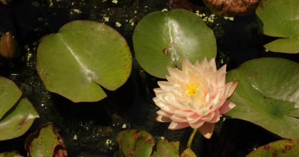 Wasserpflanzen Nahaufnahme Von Nymphaea Errötende Braut Winterharte Seerose Grüne Schwimmende — Stockvideo
