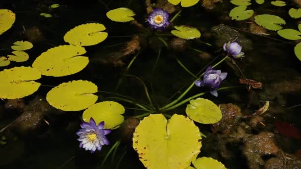 Floral Wasserpflanzen Nahaufnahme Von Seerosengrün Schwimmenden Blättern Und Blüten Von — Stockvideo