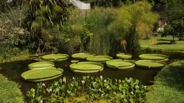 看到一个池塘在生长着巨大的皇家水百合 维多利亚 克鲁兹纳和Eichornia蜡像花与紫色花 — 图库视频影像