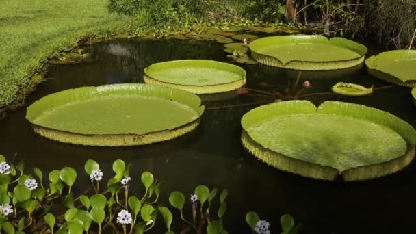 エキゾチックな水生植物 ロイヤルウォーターリリー ヴィクトリアクルージャナ 水に浮かぶ巨大な葉のクローズアップショット 夏に開花するリリーパッド イチョルニアアザジアを見ることができます — ストック動画
