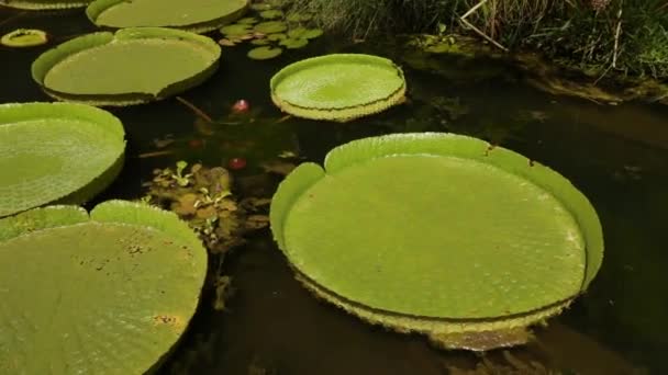 Royal Seerosen Victoria Cruziana Wächst Einem Teich Garten Blick Auf — Stockvideo