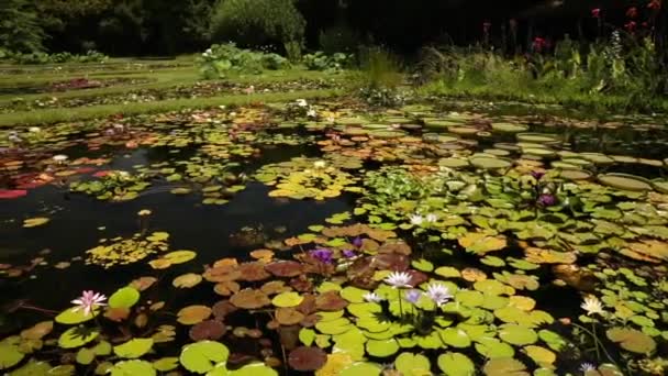 Διαμόρφωση Και Σχεδιασμός Τοπίου Θαλάσσιος Κήπος Panning Τις Λίμνες Και — Αρχείο Βίντεο