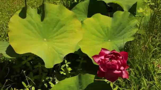 Ecosysteem Waterplanten Close Uitzicht Een Lotus Grote Groene Bladeren Bloem — Stockvideo