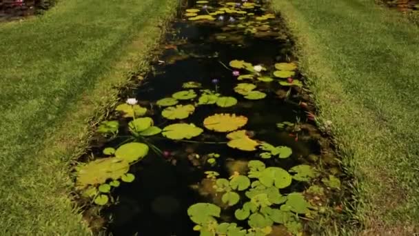 景观和园林设计 公园里的一个大池塘倾斜 那里生长着热带的 顽强的睡莲 — 图库视频影像