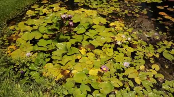 Landscaping Tuinontwerp Waterplanten Panning Tropische Winterharde Waterlelies Groeien Vijver Mooie — Stockvideo
