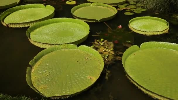 皇家水百合 维多利亚 克鲁兹纳生长在花园的一个池塘里 俯瞰着漂浮的绿叶 — 图库视频影像