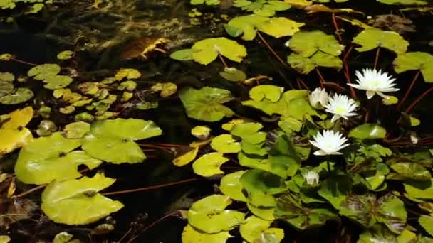 Vodní Zahrada Vodní Rostliny Nosí Kvetoucí Leknín Nymphaea Ampla Zelené — Stock video