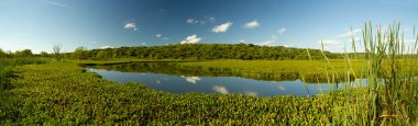 Delta Ulusal Parkı öncesi Panorama manzarası. Egzotik su bitkileri, yeşil zambak pedleri, Eichornia azürea, gölde gökyüzü ve bulutlar suda yansıyor..