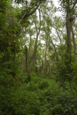 Delta Ulusal Parkı tropikal yeşil orman, Entre Rios, Arjantin. Güzel yaprak dokusu ve deseni.