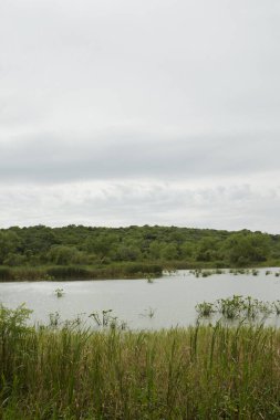 Çevre koruma. Ormanda sazlıklarla çevrili doğal gölet. Entre Ros, Arjantin 'deki Pre Delta Ulusal Parkı' ndaki göl manzarası. 