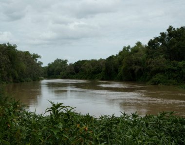 Parana Nehri 'nin yeşil ormanın içinden akan karanlık su manzarası. 