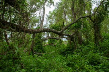 Bulutlu bir günde yeşil orman. Güzel ağaçlar yapraklar ve dokular.