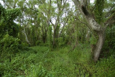 Bataklıklar. Ormanda büyüyen ağaç. Güzel yeşil yaprak dokusu.