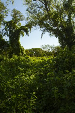 Açık mavi gökyüzünün altındaki yeşil ormandaki yemyeşil bitki örtüsü.. 