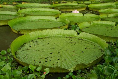 Dev Nilüferler, Victoria Cruziana, nehirde yüzen büyük yuvarlak yapraklarla.