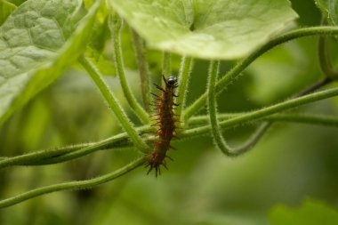 Hayvanat bahçesi ve biyolojik çeşitlilik. Ormandaki dikenli kırmızı ve kıllı tırtılın yakın görüntüsü..
