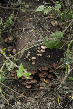 Orman ekosistemi. Mantarlar. Ormanda çürüyen bir ağaç gövdesinde büyüyen mantar kolonisinin yakın görüntüsü..