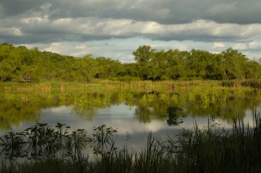 Delta Ulusal Parkı 'ndaki ormandaki göl manzarası. Suyun yüzeyine yansıyan bulutlarla sazlıklar, ağaçlar ve mavi gökyüzü.
