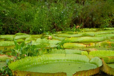 Egzotik Güney Amerika su bitkileri. Dev Amazon nilüferleri olarak da bilinen Victoria Regia kolonisi nehir sığ sularında yetişen büyük, yuvarlak yapraklar..