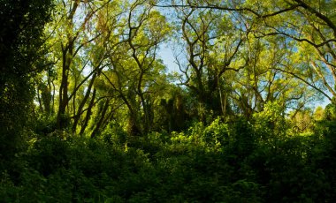 Yeşil ormanın manzarası güzel bir ışıkla.