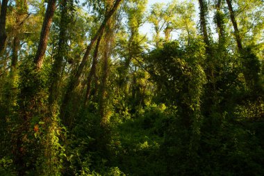 Güzel bir gün batımı ışığı olan yeşil ormanın manzarası.