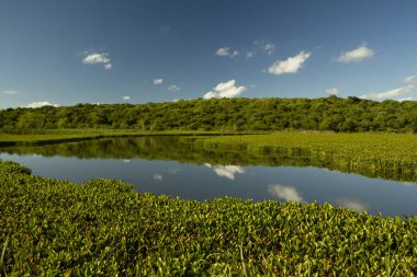 Delta Ulusal Parkı 'ndaki gölün ve bitki örtüsünün manzarası. Su Hyacinth olarak da bilinen Eichornia azurea su bitkisi kolonisi, tropikal orman ve berrak gökyüzü suya yansıdı..