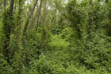 Doğal arka plan. Bereketli tropikal orman bitkisinin manzarası. Güzel yaprakların yaprak dokusu ve yeşil renk.