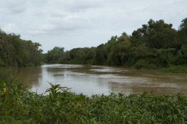 Tropik yağmur ormanları. Parana Nehri 'nin ormanın içinden akan kahverengi su manzarası. Güzel yemyeşil bitki örtüsü. 
