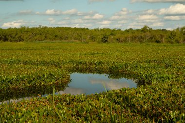 Tropik yağmur ormanları. Flora. Delta Ulusal Parkı öncesi sulak alanlar. Gölde egzotik yeşil zambak pedleri, güzel bir gökyüzü ve suda yansıyan bulutlar. Yapraklar ve yapraklar.