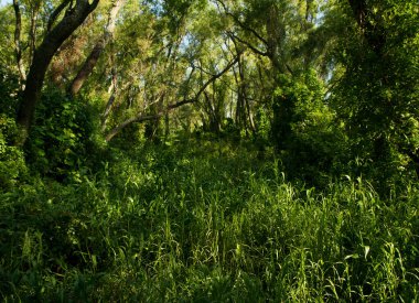 Delta Ulusal Parkı manzarası. Yeşil tropikal orman yaprakları ve yaprakları. 