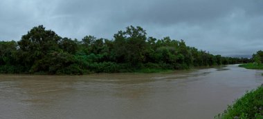 Karanlık suyun panorama manzarası Amazon nehri bulutlu bir günde yeşil tropikal ormanda akıyor.. 