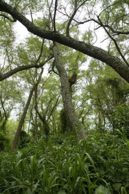 Orman geçmişi. Ormandaki yeşil yaprakların ve ağaç gövdelerinin manzarası.