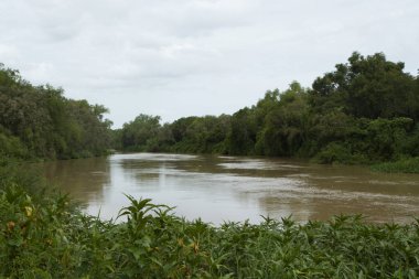 Tropik yağmur ormanları. Ormanda akan kahverengi su nehrinin manzarası. Güzel yemyeşil bitki örtüsü. 