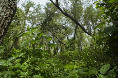 Yeşil ormanın büyüleyici manzarası. Güzel yapraklar, dallar ve yapraklar..