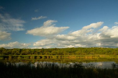 Delta Ulusal Parkı 'ndaki ormandaki gölün panorama manzarası. Suyun yüzeyine yansıyan bulutlarla sazlıklar, ağaçlar ve mavi gökyüzü.