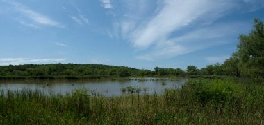 Tropik yağmur ormanları. Güzel yeşil orman yeşillikleri, göl ve mavi gökyüzünün altında kamışların manzarası..